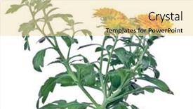  Presentation with white and yellow - Slides enhanced with yellow small dahlia bush isolated background and a  colored foreground