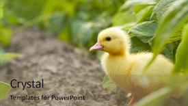  Presentation with 2d echo of the baby - Presentation theme enhanced with yellow small duckling egg - baby duck in the garden background and a coral colored foreground