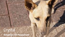  Presentation with dominican republic - Cool new slide set with yellow-smooth-haired-dog backdrop and a coral colored foreground