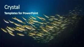  Presentation with school - Presentation enhanced with yellow snapper fish school background and a ocean colored foreground