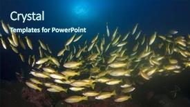  Presentation with school - Presentation theme enhanced with yellow-snapper-fish-school background and a ocean colored foreground