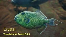  Presentation with wedding blue and yellow - Presentation theme consisting of triggerfish pseudobalistes fuscus also known background and a tawny brown colored foreground