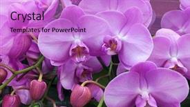  Presentation with orchid - Colorful slide deck enhanced with yellow streaks - pink streaked orchid flower backdrop and a lilac colored foreground