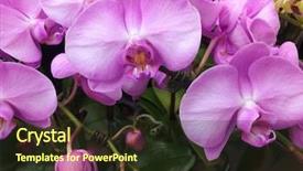  Presentation with crystal natural flower - Presentation theme featuring yellow streaks - pink streaked orchid flower background and a tawny brown colored foreground