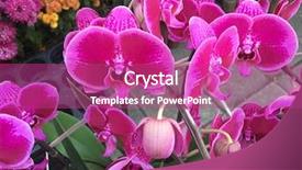  Presentation with crystal natural flower - PPT layouts having yellow streaks - red streaked orchid flower background and a coral colored foreground