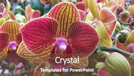  Presentation with crystal natural flower - Colorful presentation theme enhanced with yellow streaks - streaked orchid flower on natural backdrop and a tawny brown colored foreground