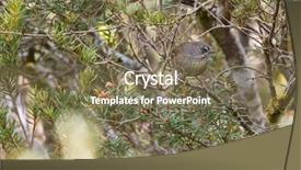  Presentation with olive branch - Colorful PPT theme enhanced with yellow streaks - tasmanian brown scrubwren small olive backdrop and a  colored foreground