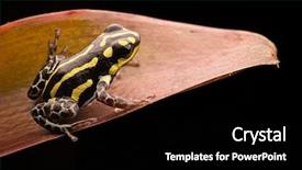  Presentation with poison - Colorful slide set enhanced with yellow striped poison dart frog from amazon rain forest in peru ranitomeya flavovitata macro of a smal poisonous tropical animal backdrop and a black colored foreground