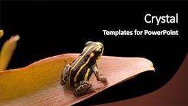  Presentation with poison - PPT theme having yellow striped poison dart frog from amazon rain forest in peru ranitomeya flavovitata macro of a smal poisonous tropical animal background and a black colored foreground