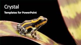  Presentation with poison - PPT layouts with yellow striped poison dart frog ranitomeya lamasi panguana a beautiful small poisonous animal from the amazon rain forest in peru background and a black colored foreground