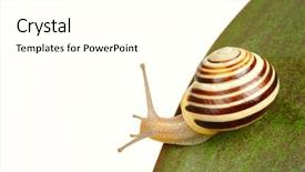  Presentation with snail - Beautiful presentation featuring yellow stripped grove snail on green leaf macro shoot backdrop and a white colored foreground