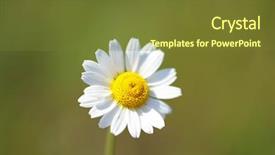  Presentation with gerbera daisy pink flower - Presentation theme featuring yellow sun - beautiful daisy flower outdoors background and a  colored foreground