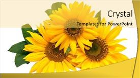  Presentation with sunflowers - Beautiful presentation theme featuring yellow sun - sunflowers isolated on a white backdrop and a yellow colored foreground