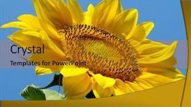  Presentation with sunflower - Slides enhanced with yellow sunflower against blue sky background and a gold colored foreground