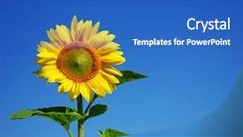  Presentation with sunflower - Slide deck with sunflower and blue sky background background and a teal colored foreground