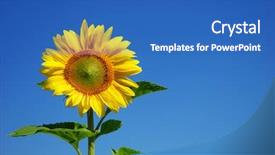 Presentation with blue yellow - Amazing presentation theme having yellow sunflower and blue sky backdrop and a teal colored foreground