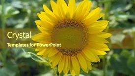  Presentation with sunflower sunflower sunflower sunflower sunflower - Theme having yellow sunflower on the field background and a tawny brown colored foreground