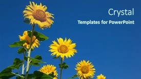  Presentation with sunflower - PPT theme featuring yellow-sunflower-over-blue-sky background and a ocean colored foreground