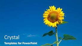  Presentation with sunflower - Theme enhanced with yellow-sunflower-over-blue-sky background and a teal colored foreground
