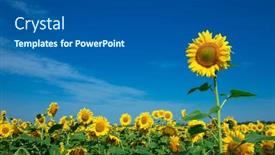  Presentation with sunflower sunflower sunflower sunflower sunflower - PPT theme with yellow-sunflower-over-blue-sky background and a dark gray colored foreground