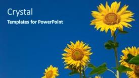  Presentation with sunflower sunflower sunflower sunflower sunflower - Slides with yellow-sunflower-over-blue-sky background and a dark gray colored foreground