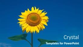  Presentation with sunflower sunflower sunflower sunflower sunflower - Slides featuring yellow-sunflower-over-blue-sky background and a ocean colored foreground