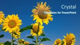  Presentation with sunflower sunflower sunflower sunflower sunflower - Slides featuring yellow-sunflower-over-blue-sky background and a ocean colored foreground