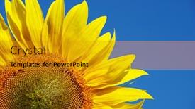  Presentation with blue yellow - Presentation theme enhanced with yellow-sunflower-under-blue-sky background and a gold colored foreground