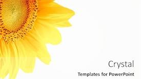  Presentation with sunflower sunflower sunflower sunflower sunflower - Colorful slide set enhanced with yellow sunflower backdrop and a white colored foreground