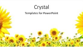  Presentation with abstract yellow gold and white - Colorful presentation design enhanced with yellow sunflowers isolated over white backdrop and a white colored foreground