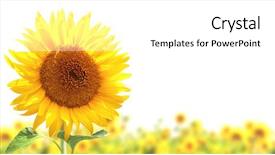  Presentation with sunflowers - Theme enhanced with sunflowers isolated over white background background and a white colored foreground