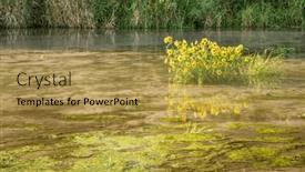  Presentation with river forest - Presentation theme having yellow-sunflowers-on-a-sandbar and a gold colored foreground