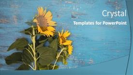  Presentation with sunflowers - PPT theme with yellow-sunflowers-on-blue-wooden background and a teal colored foreground