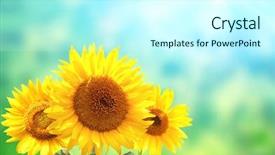  Presentation with yellow color - PPT theme having yellow sunflowers on blurred sunny background and a cool aqua colored foreground