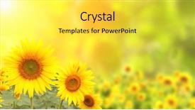  Presentation with bright yellow - Audience pleasing theme consisting of yellow sunflowers on blurred sunny backdrop and a yellow colored foreground