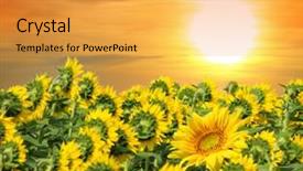  Presentation with sunflowers - Audience pleasing PPT theme consisting of yellow sunflowers on the field backdrop and a yellow colored foreground