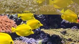  Presentation with fish aquarium - Slide set consisting of yellow tang fish or zebrasoma background and a gold colored foreground