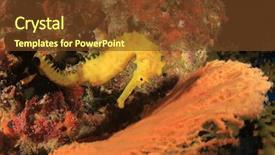  Presentation with coral reef - Colorful slide set enhanced with yellow thorny seahorse on coral backdrop and a tawny brown colored foreground
