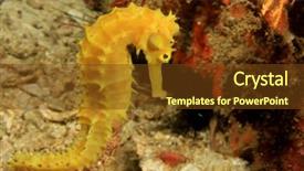  Presentation with coral reef - Amazing slide deck having yellow thorny seahorse on coral backdrop and a tawny brown colored foreground