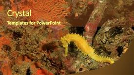 Presentation with coral reef - PPT theme consisting of yellow thorny seahorse on coral background and a tawny brown colored foreground