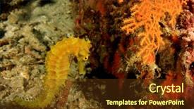  Presentation with coral reef - Beautiful PPT layouts featuring yellow thorny seahorse on coral backdrop and a tawny brown colored foreground