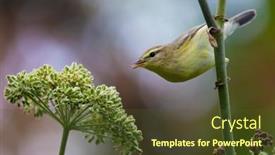  Presentation with woodland - PPT layouts featuring yellow-throated-woodland-warbler-picking background and a tawny brown colored foreground