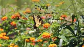  Presentation with orange butterfly - Beautiful presentation theme featuring 3d render metallic alphabet b thin and glossy platinum 3d font design backdrop and a white colored foreground