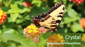  Presentation with orange butterfly - Theme consisting of yellow tiger swallowtail butterfly pterourus glaucus on orange zinnia flowers background and a tawny brown colored foreground