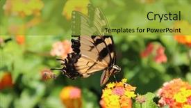  Presentation with orange butterfly - Colorful theme enhanced with yellow tiger swallowtail butterfly pterourus backdrop and a gold colored foreground
