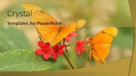  Presentation with butterflys - PPT theme consisting of yellow-tropical-butterflys-julia-longwing background and a yellow colored foreground