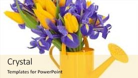  Presentation with iris flower yellow - Colorful slide deck enhanced with yellow tulip and blue flag iris flower arrangement in a watering can isolated over white background backdrop and a yellow colored foreground