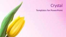  Presentation with empty space dance studio - Theme with yellow tulip isolated empty space background and a pink colored foreground