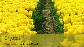  Presentation with export - Audience pleasing slide deck consisting of yellow-tulips-growing-on-field backdrop and a gold colored foreground