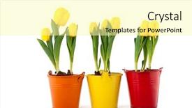  Presentation with flower pots - Amazing theme having yellow tulips in colorful flower pots isolated over white background backdrop and a blonde colored foreground